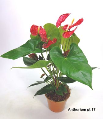 Anthurium Porte 17