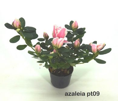 Azalia Pote 09