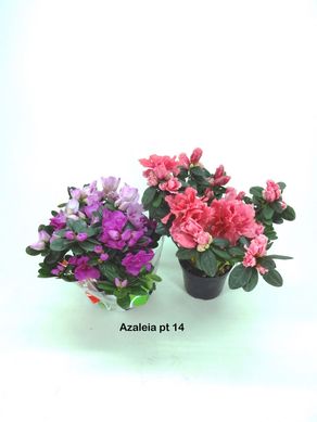 Azalia Pote 14