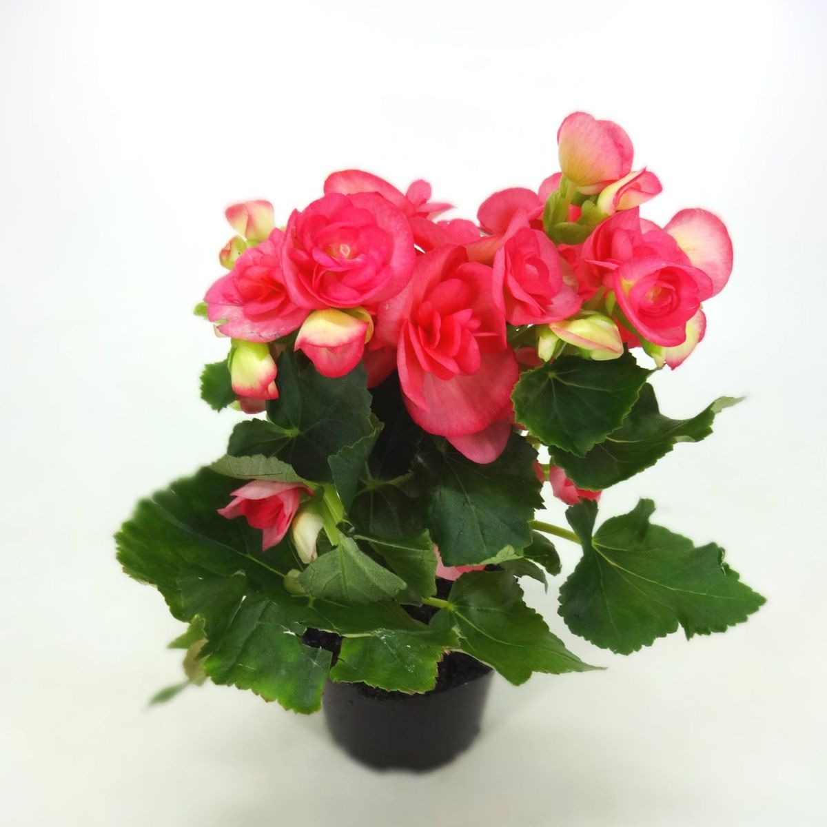 Begonia Pote 11, marca Veiling Holambra - Foto Principal