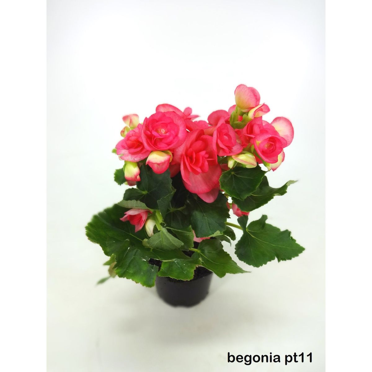 Begonia Pote 11, marca Veiling Holambra - Foto Principal
