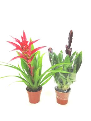 Bromlia Variada Pote 14