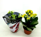 Calandiva Kalanchoe Pote 09 Planta Natural