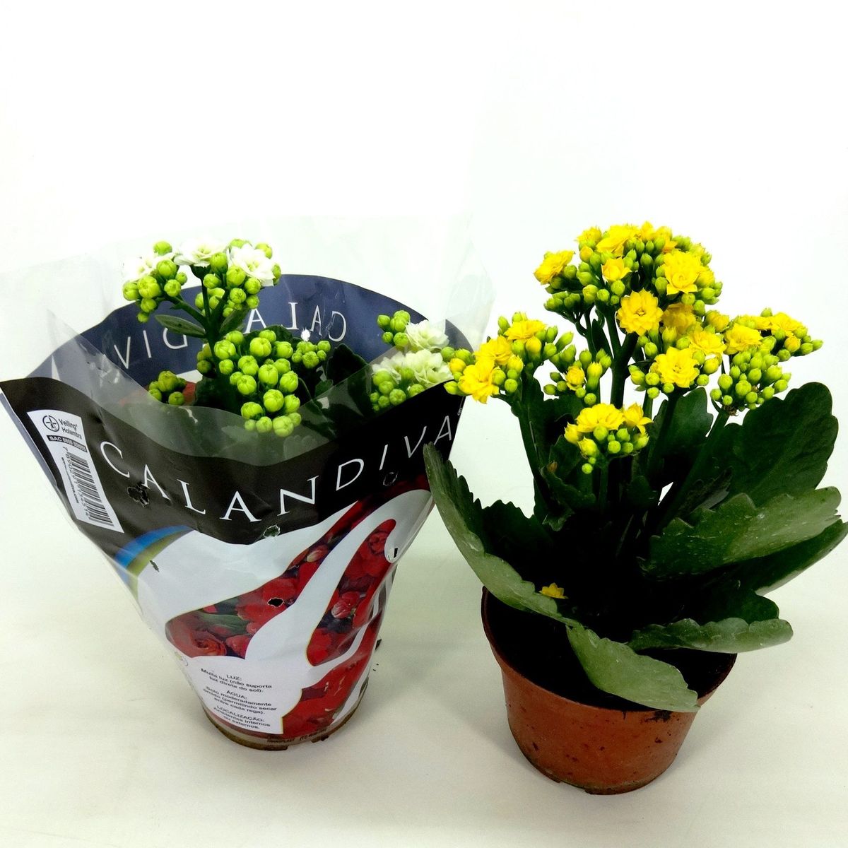 Calandiva Kalanchoe Pote 09 Planta Natural, marca Timlog - Foto Principal