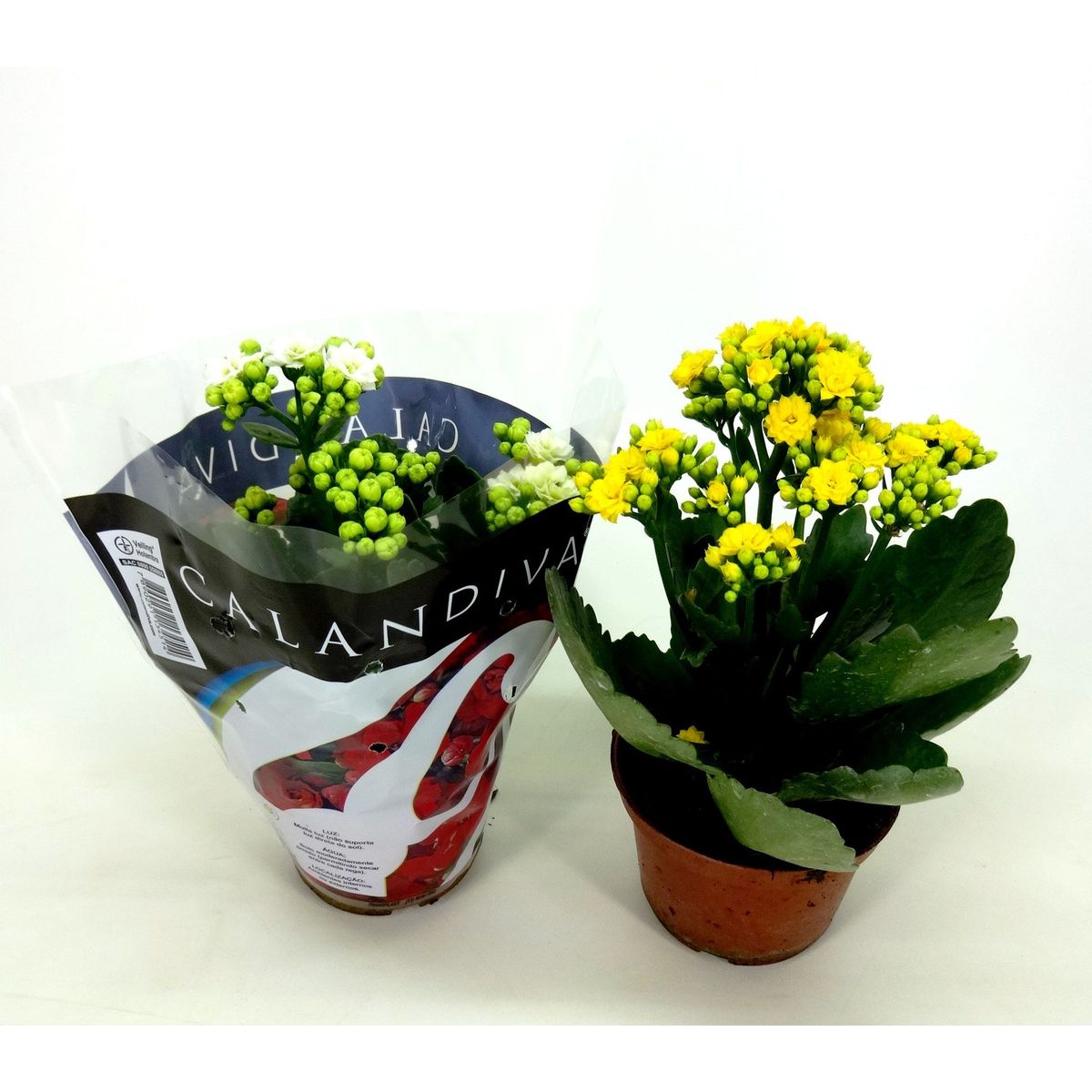 Calandiva Kalanchoe Pote 09 Planta Natural, marca Timlog - Foto Principal