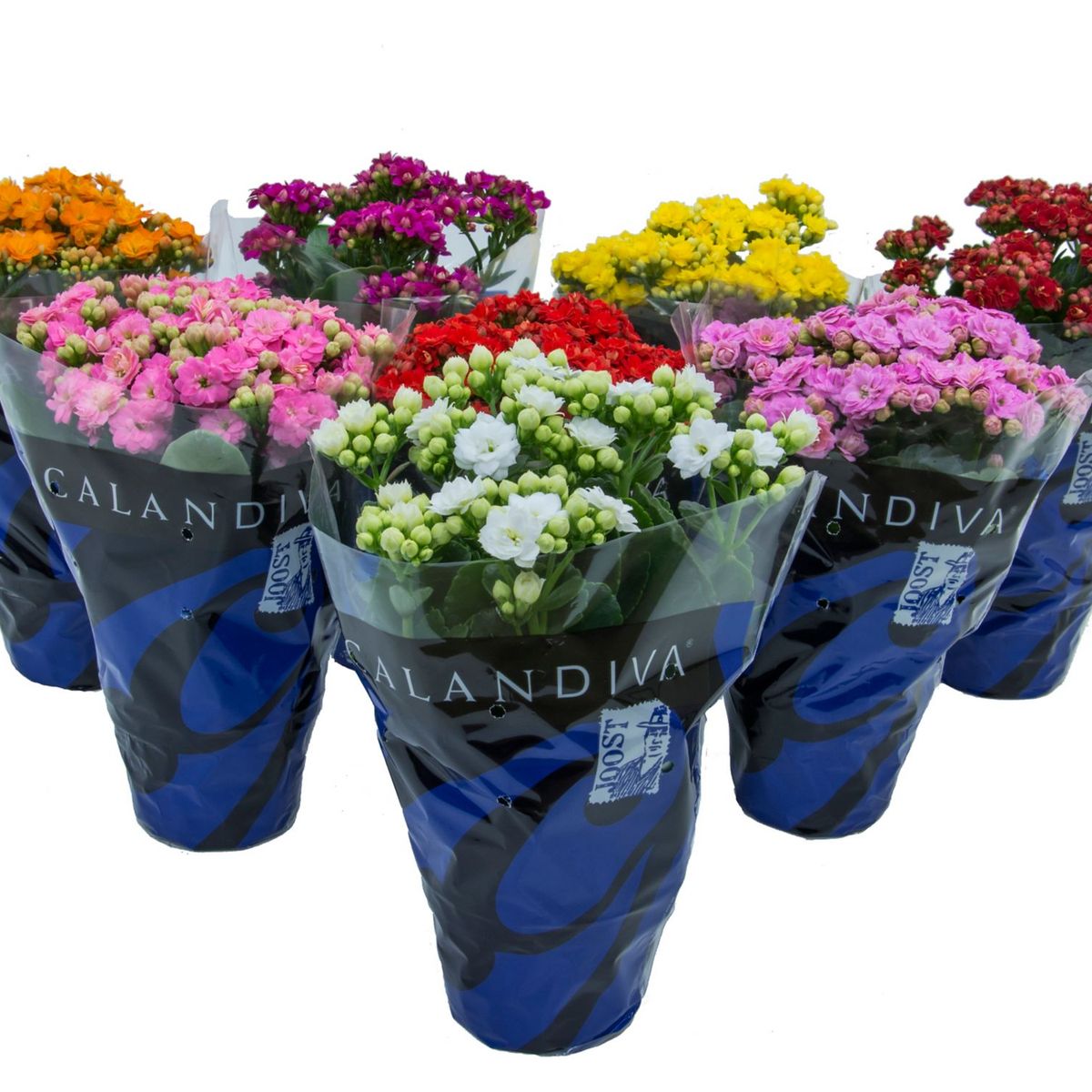 Calandiva Kalanchoe Sortida Pote 11 Planta Natural, marca Timlog - Foto Principal