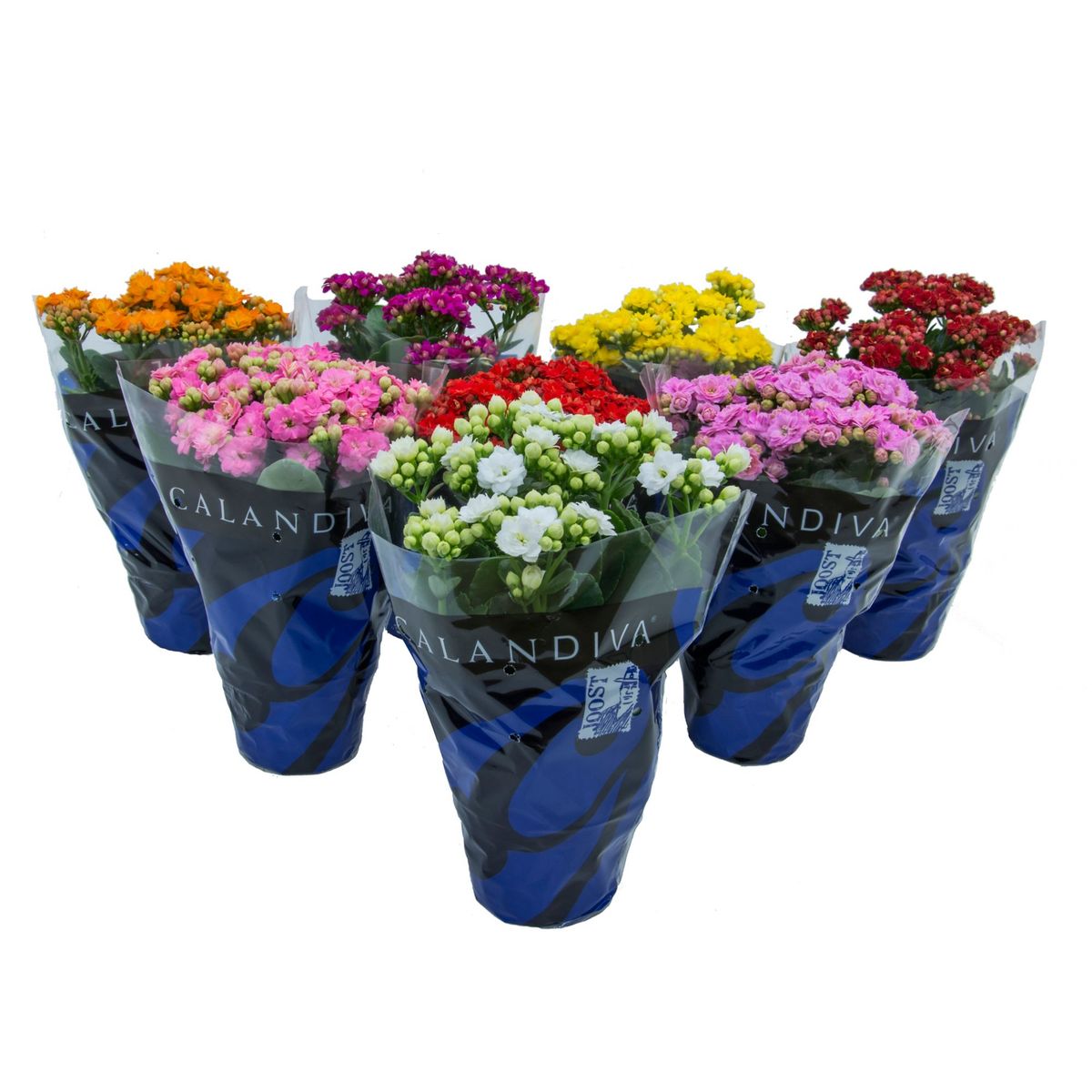 Calandiva Kalanchoe Sortida Pote 11 Planta Natural, marca Timlog - Foto Principal
