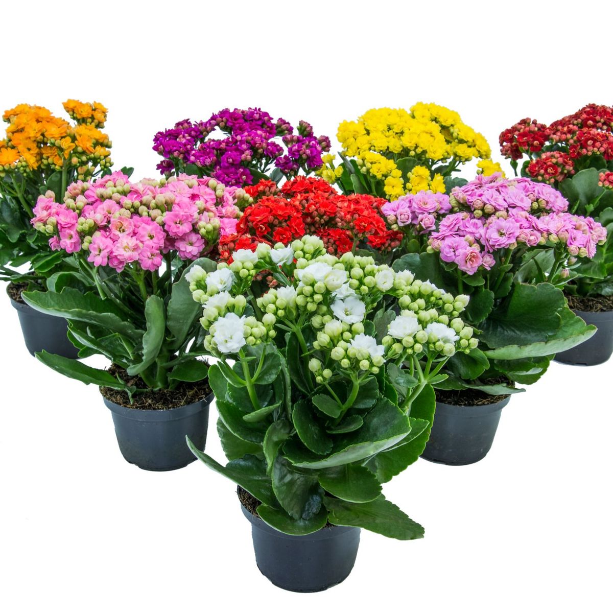 Calandiva Kalanchoe Sortida Pote 11 Planta Natural, marca Timlog - Foto 2