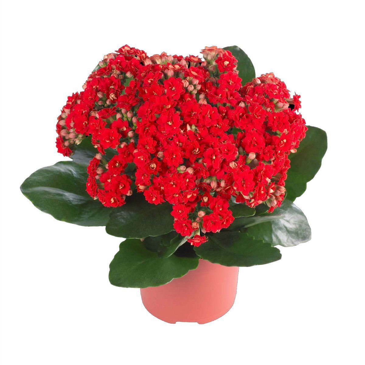 Calandiva Kalanchoe Pote 15 Planta Natural, marca Timlog - Foto Principal
