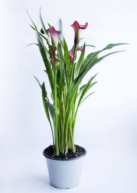 Calla Copo de Leite Pote 14