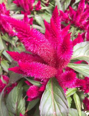 Celosia Intense Pote 15