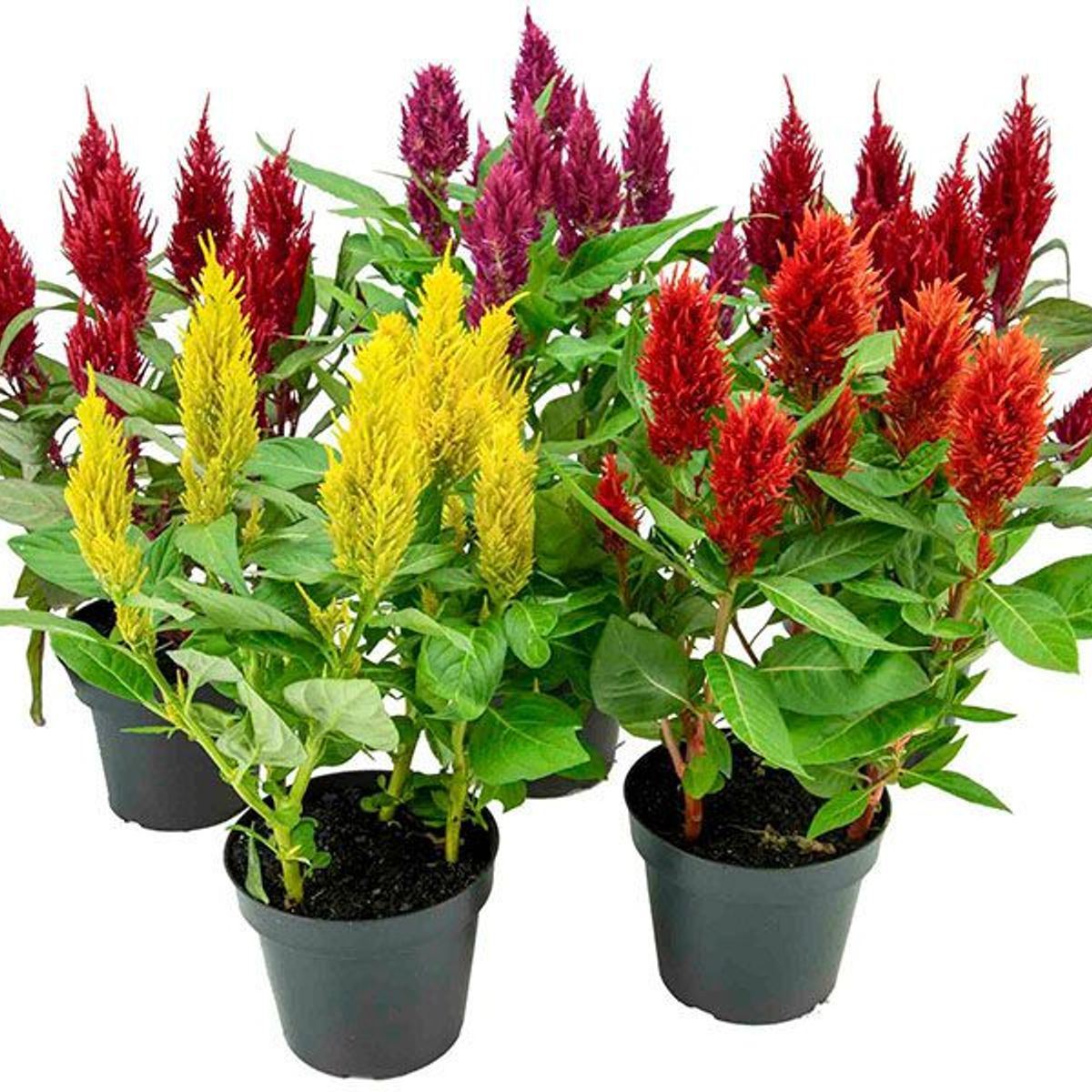 Celosia Twisted Pote 15 Planta Natural, marca  - Foto Principal