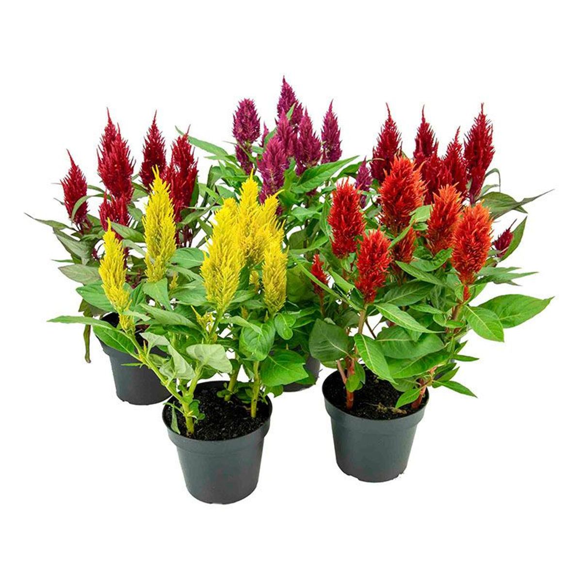 Celosia Twisted Pote 15 Planta Natural, marca  - Foto Principal