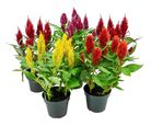 Celosia Twisted Pote 15 Planta Natural