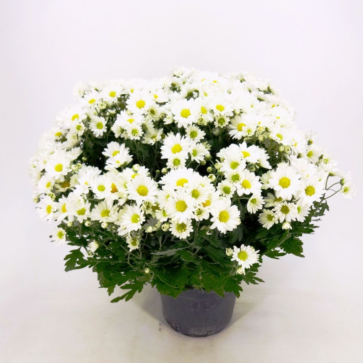 Crisantemo Bola Belga Pote 15 Planta Natural, marca Timlog - Foto 2