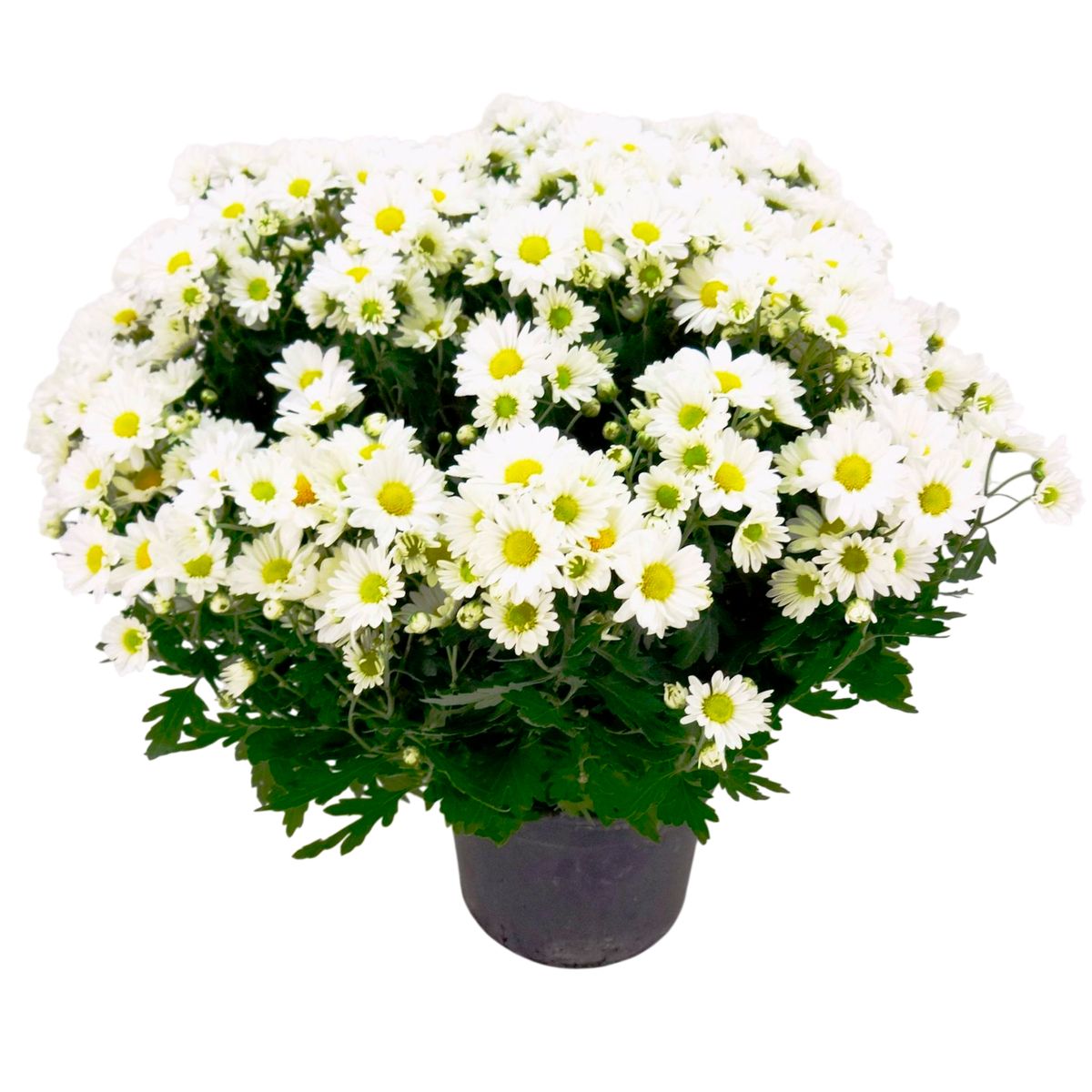 Crisantemo Bola Belga Pote 15 Planta Natural, marca Timlog - Foto Principal