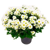 Crisantemo Bola Belga Pote 15 Planta Natural