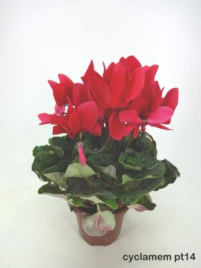 Cyclamen, Pote 14