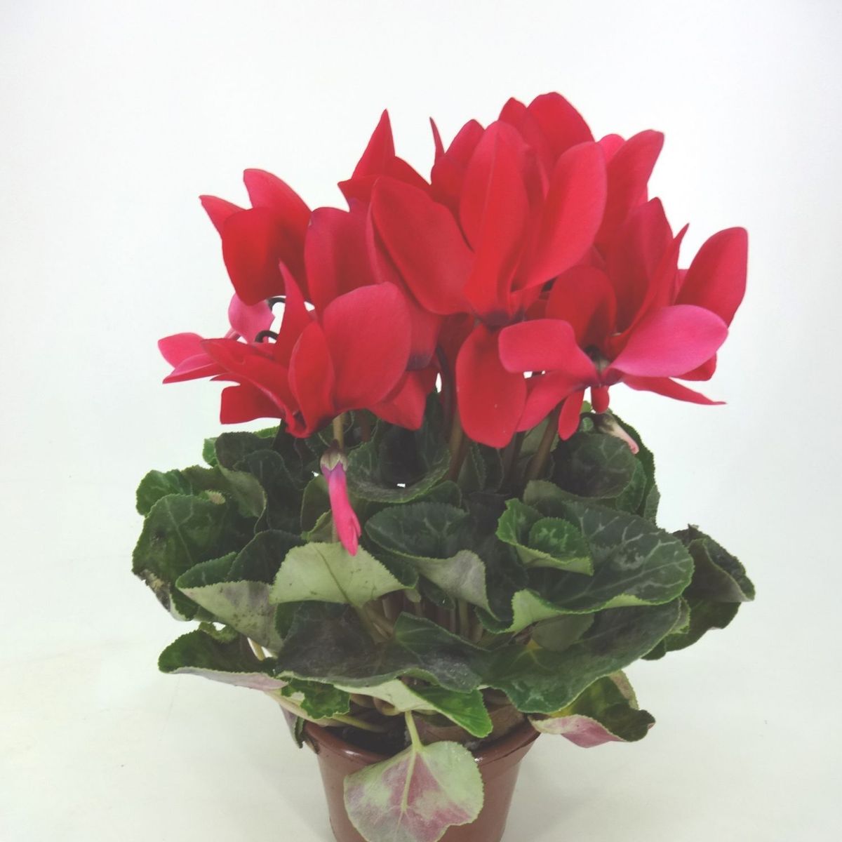 Cyclamen Pote 14 Planta Natural, marca Timlog - Foto Principal