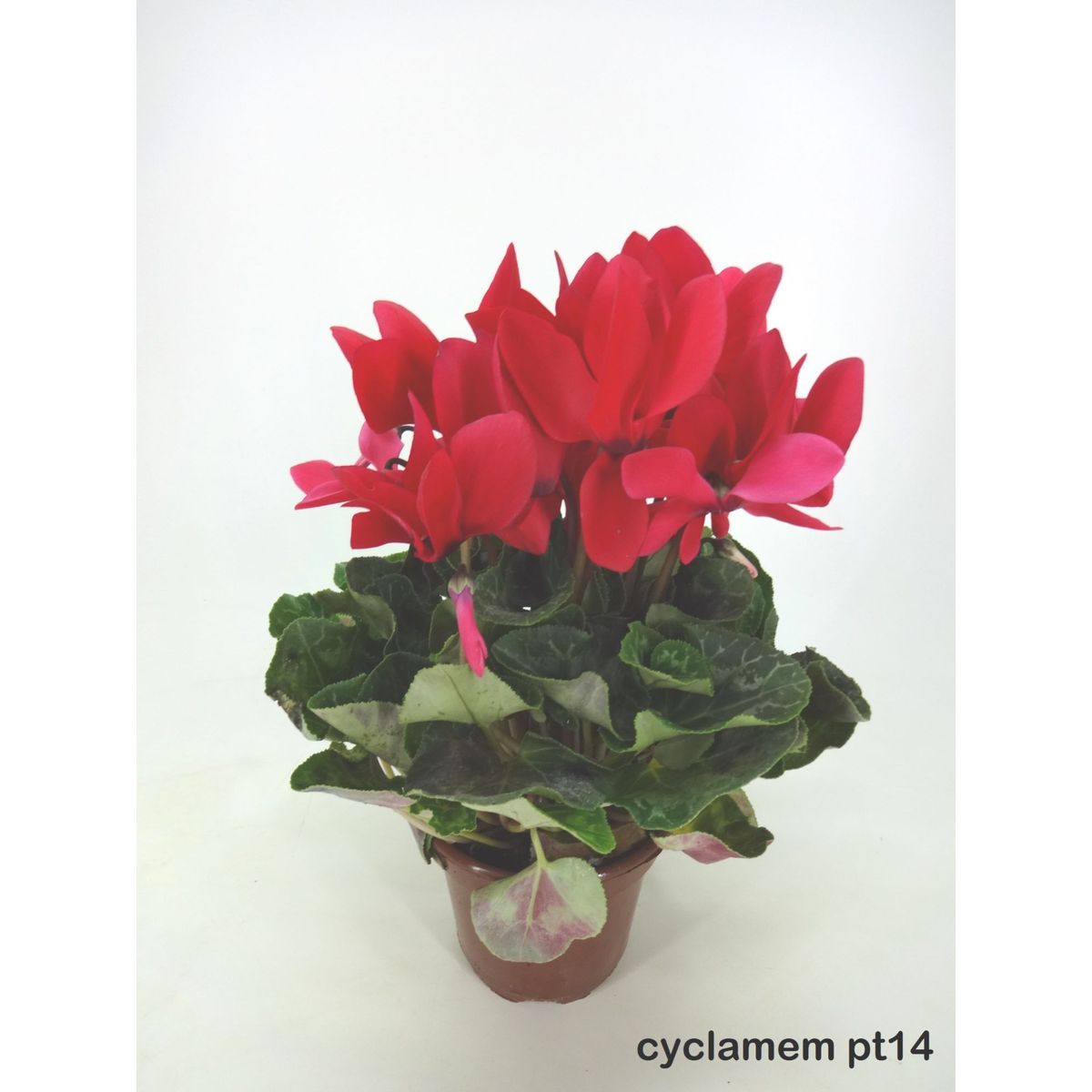 Cyclamen Pote 14 Planta Natural, marca Timlog - Foto Principal