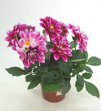 Dalinova Pote 15