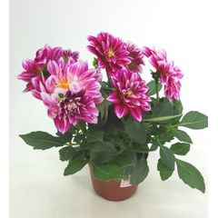 Dahlinova Pote 15 Planta Natural | Sodimac
