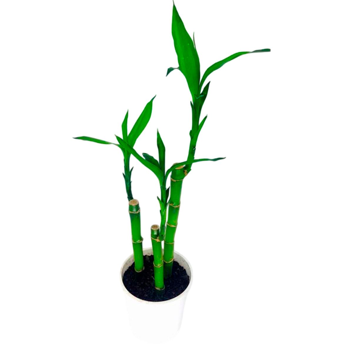 Dracena Lucky Bamboo Bambu da Sorte, marca Timlog - Foto Principal