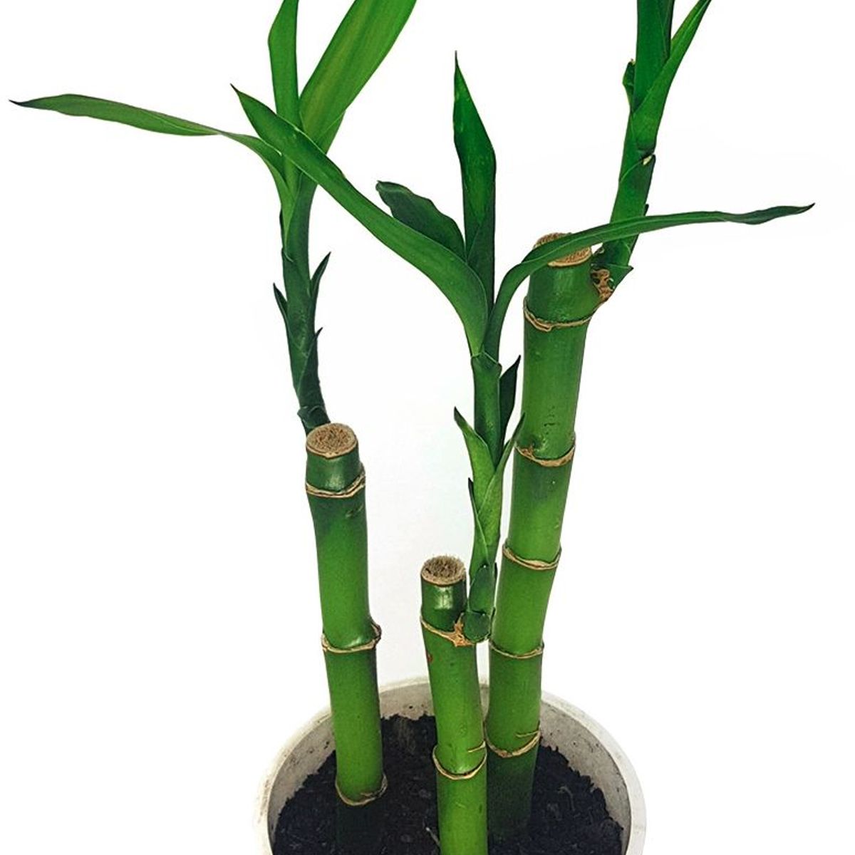 Dracena Lucky Bamboo Bambu da Sorte, marca Timlog - Foto 2
