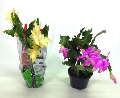 Flor de Maio Pote 11