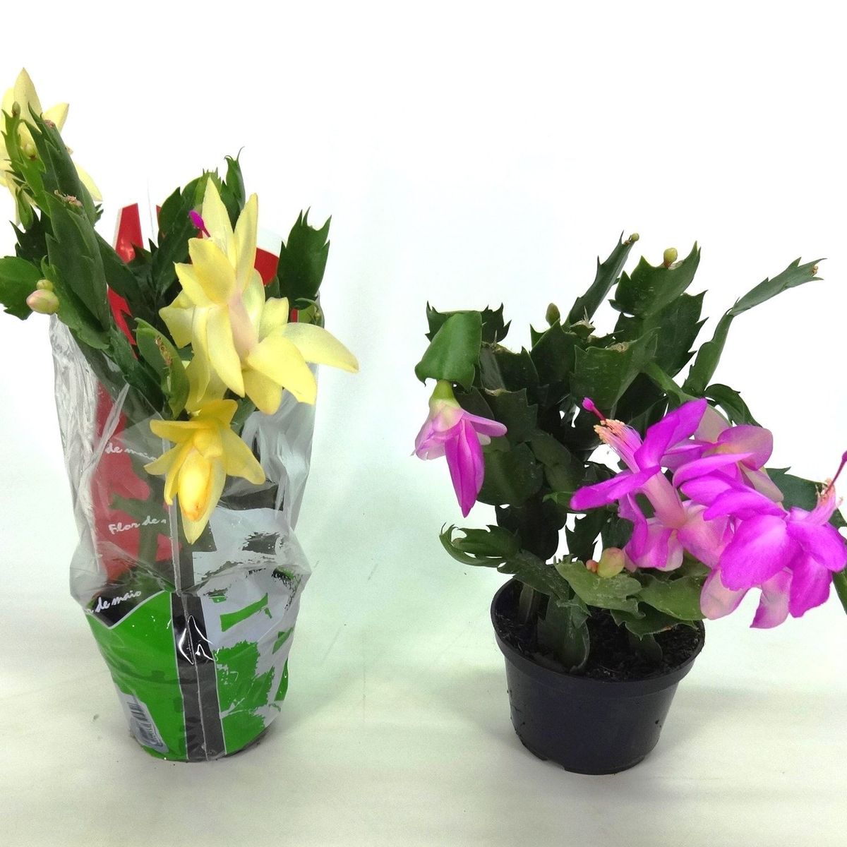 Flor de Maio Pote 11 Sortida Planta Natural, marca Timlog - Foto Principal