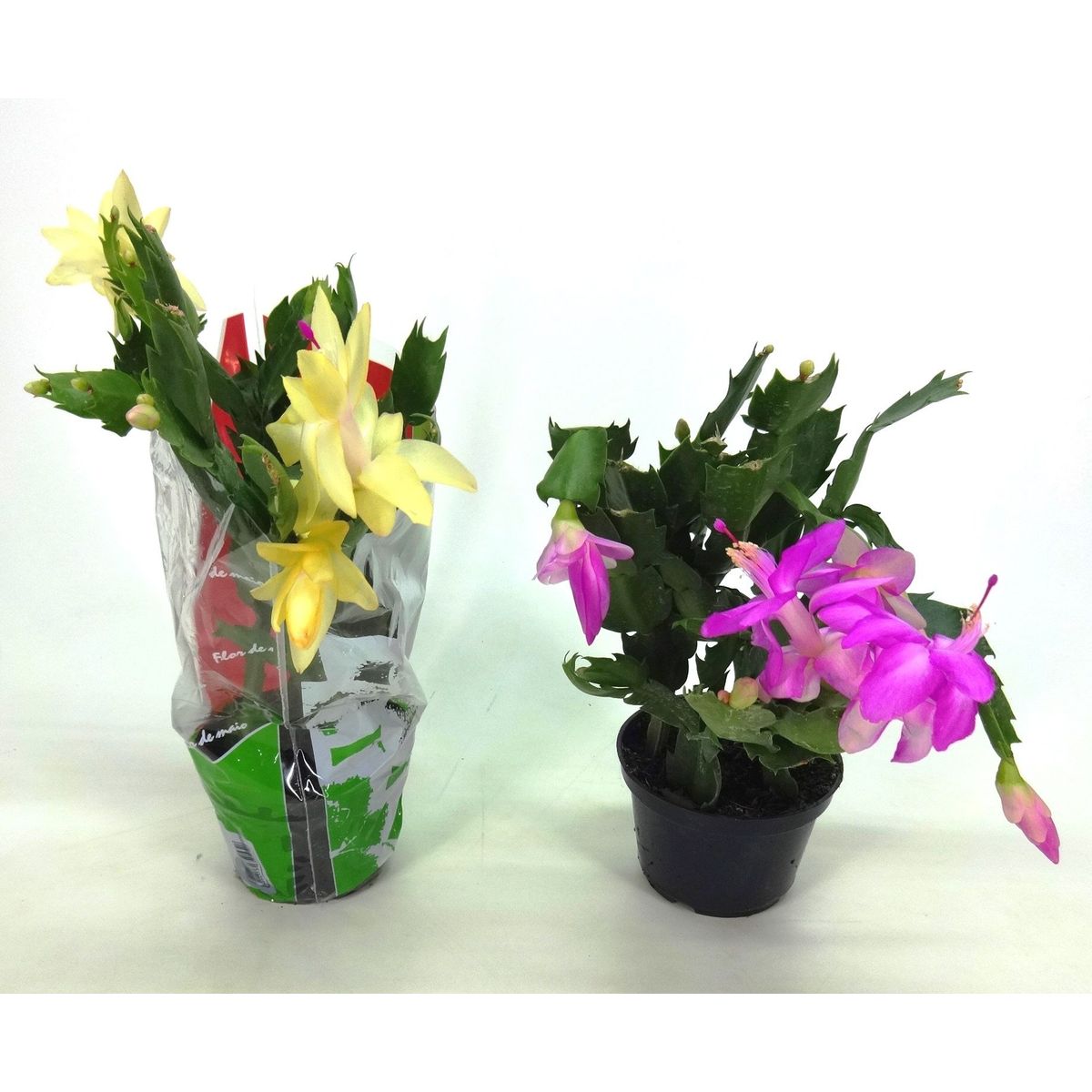Flor de Maio Pote 11 Sortida Planta Natural, marca Timlog - Foto Principal