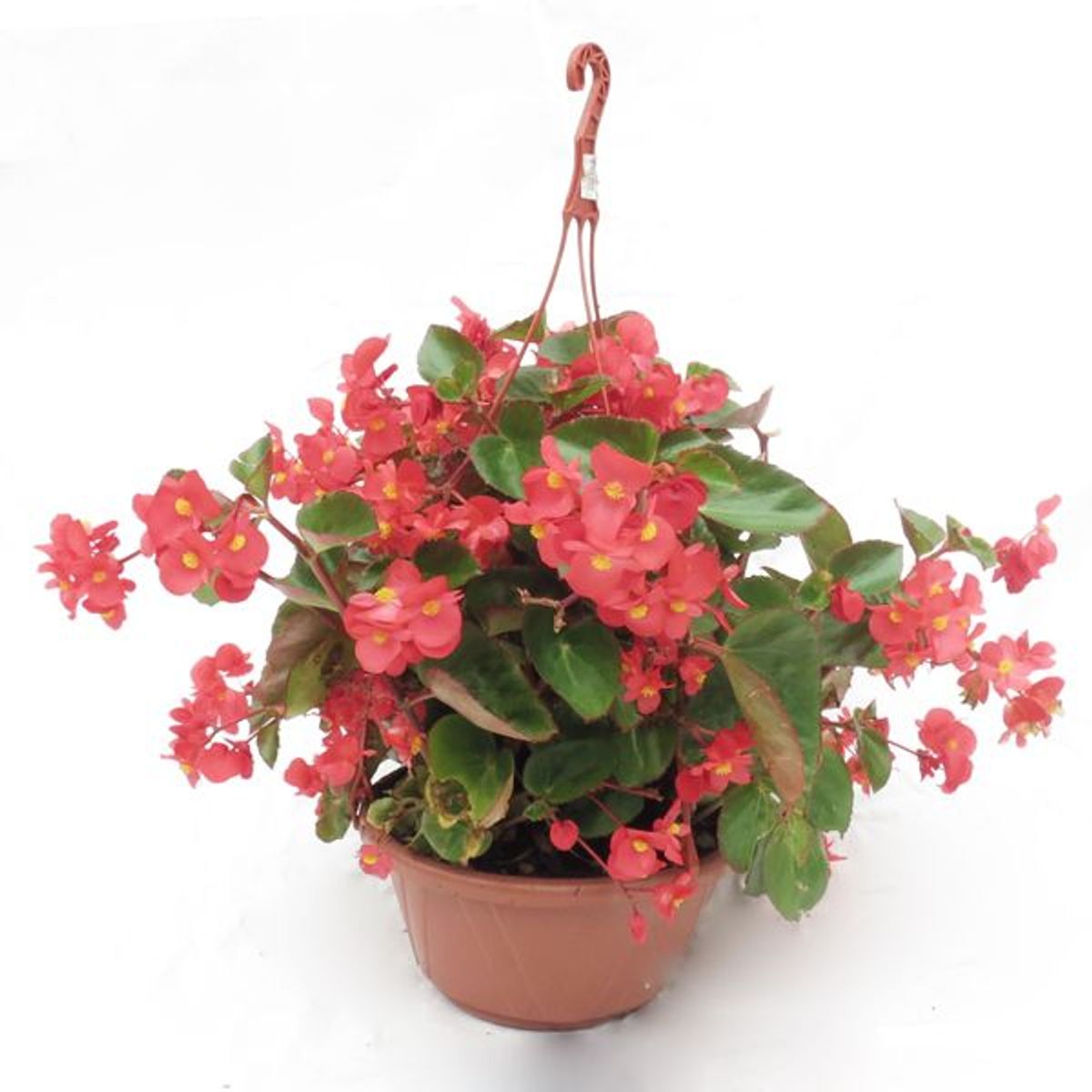 Gerânio Cuia 26 Planta Natural, marca Timlog - Foto Principal