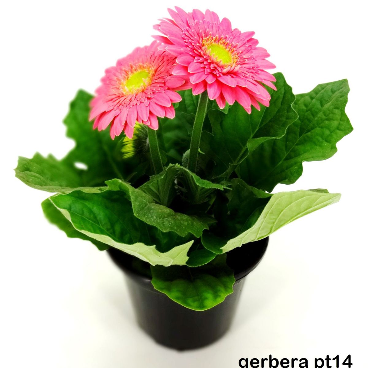 Gérbera Pote 14 Planta Natural, marca Timlog - Foto Principal