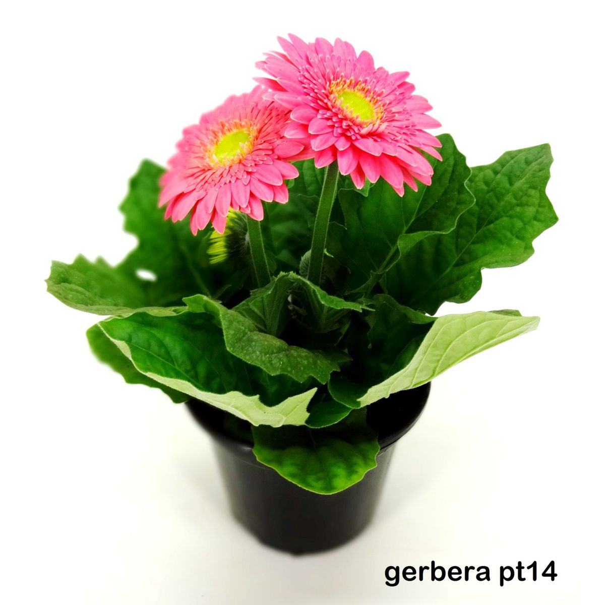Gérbera Pote 14 Planta Natural, marca Timlog - Foto Principal