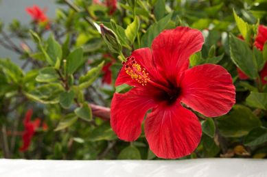 Hibisco Pote 15