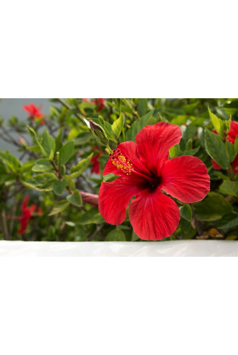 Hibisco Pote 15 Planta Natural | Sodimac