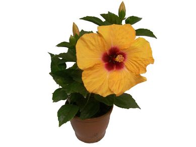 Hibisco Pote 17