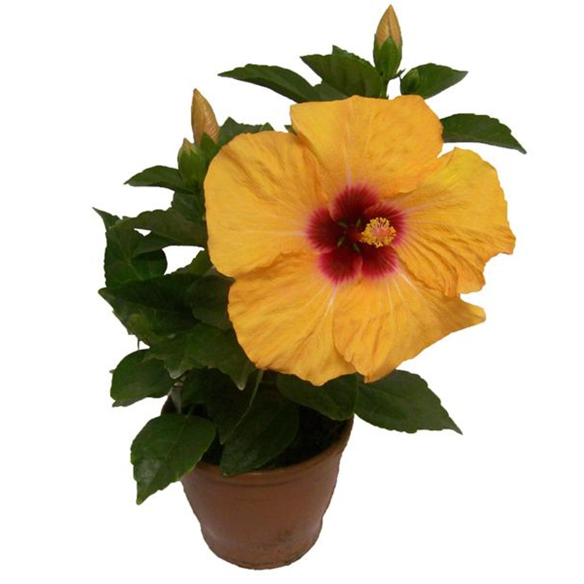 Hibisco Pote 17 Planta Natural, marca Timlog - Foto Principal