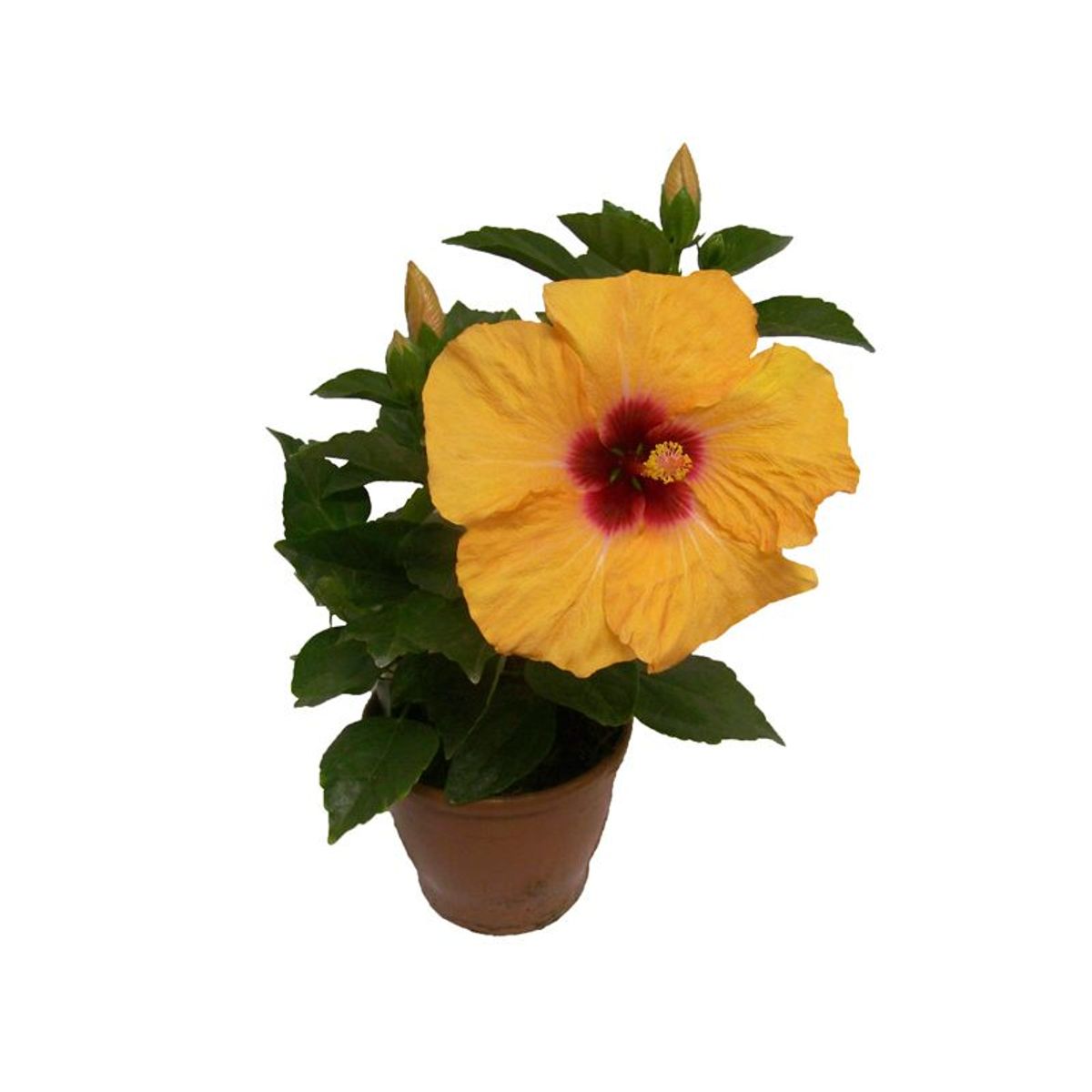 Hibisco Pote 17 Planta Natural, marca Timlog - Foto Principal