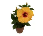 Hibisco Pote 17 Planta Natural