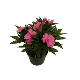 Impatiens Pote 13 Planta Natural