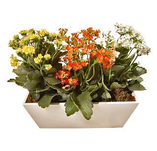 Kalanchoe Jardineira