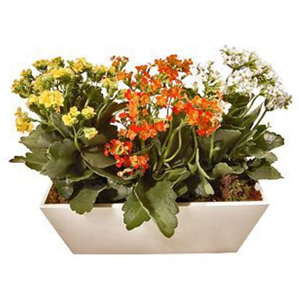 Kalanchoe Jardineira, marca Timlog - Foto Principal