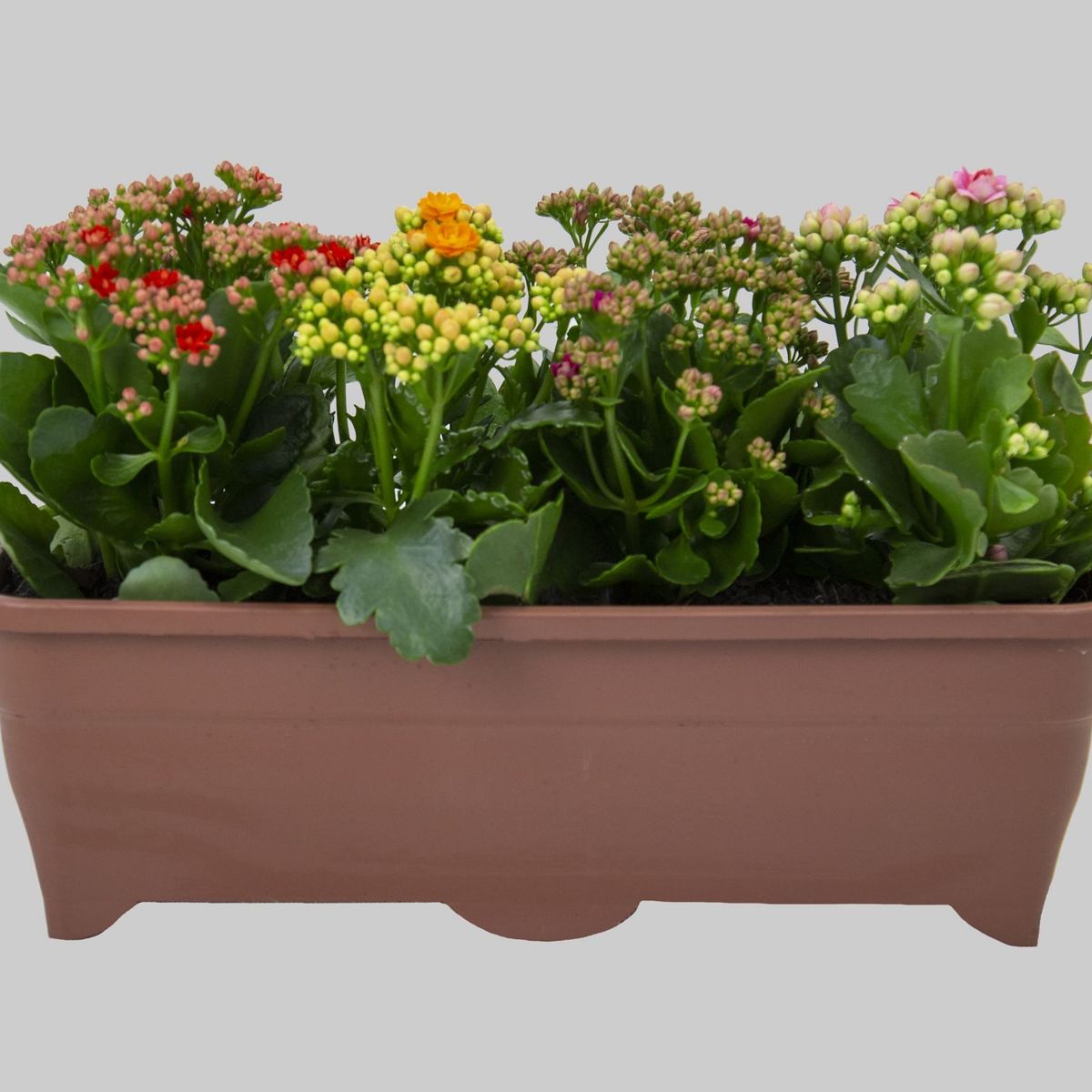 Kalanchoe Jardineira, marca Timlog - Foto 2
