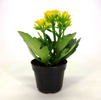 Kalanchoe Pote 06