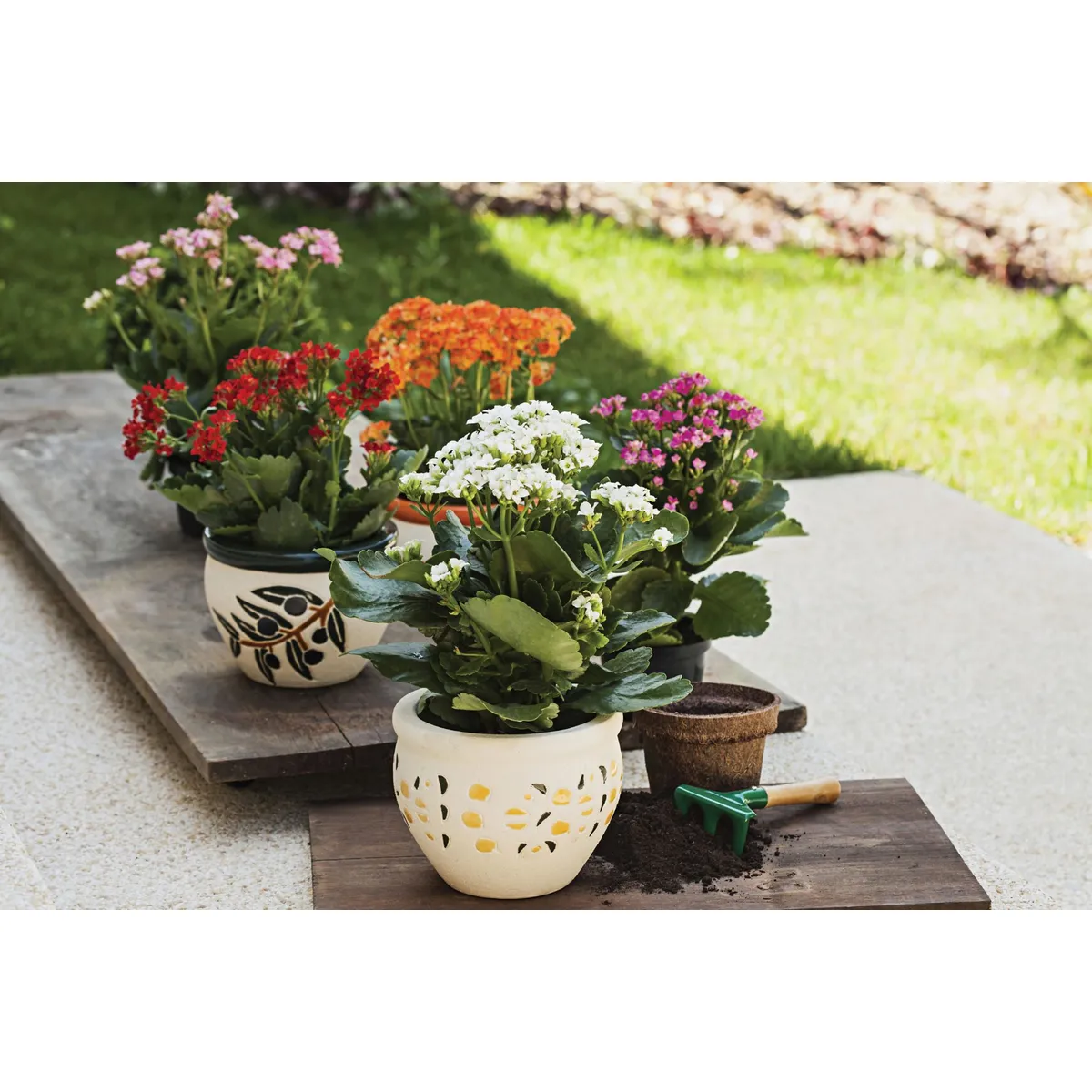 Kalanchoe, Flor-da-Fortuna, Sortido, marca Timlog - Foto Principal