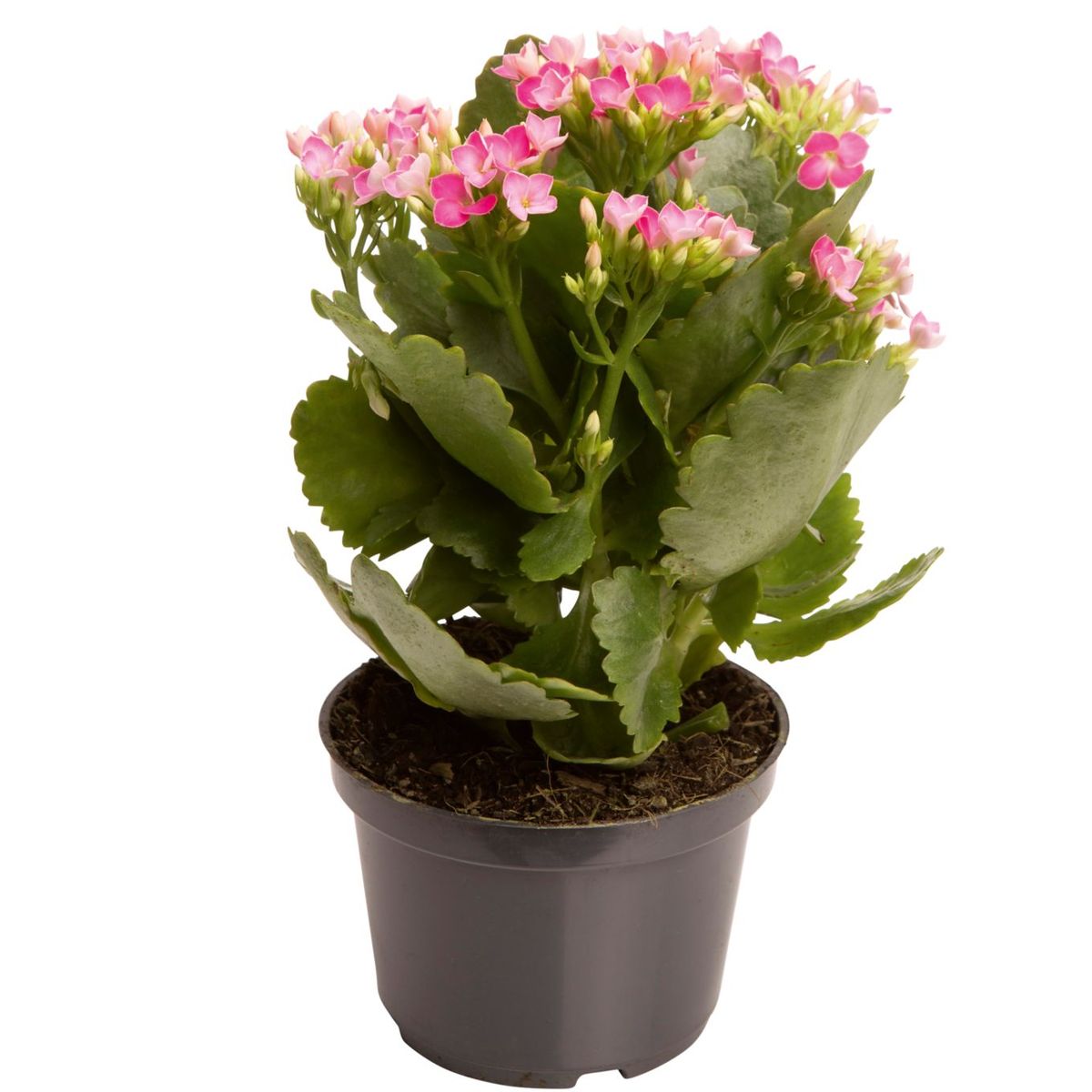 Kalanchoe, Flor-da-Fortuna, Sortido, marca Timlog - Foto 2