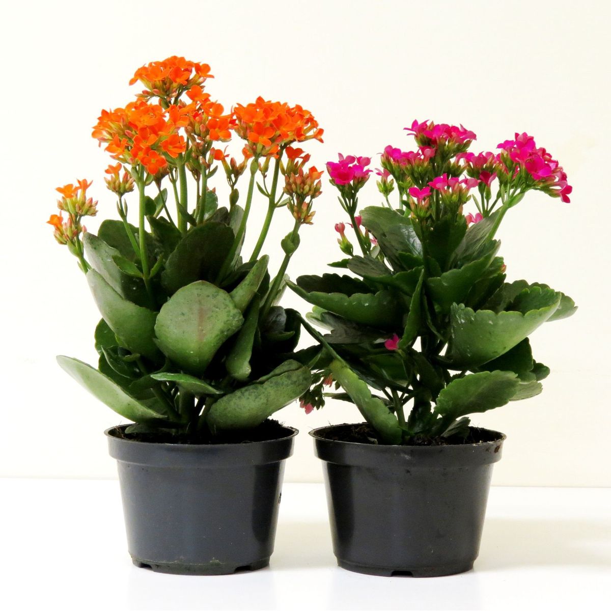 Kalanchoe Pote 15, marca Timlog - Foto Principal