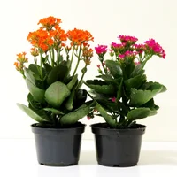 Kalanchoe Pote 15