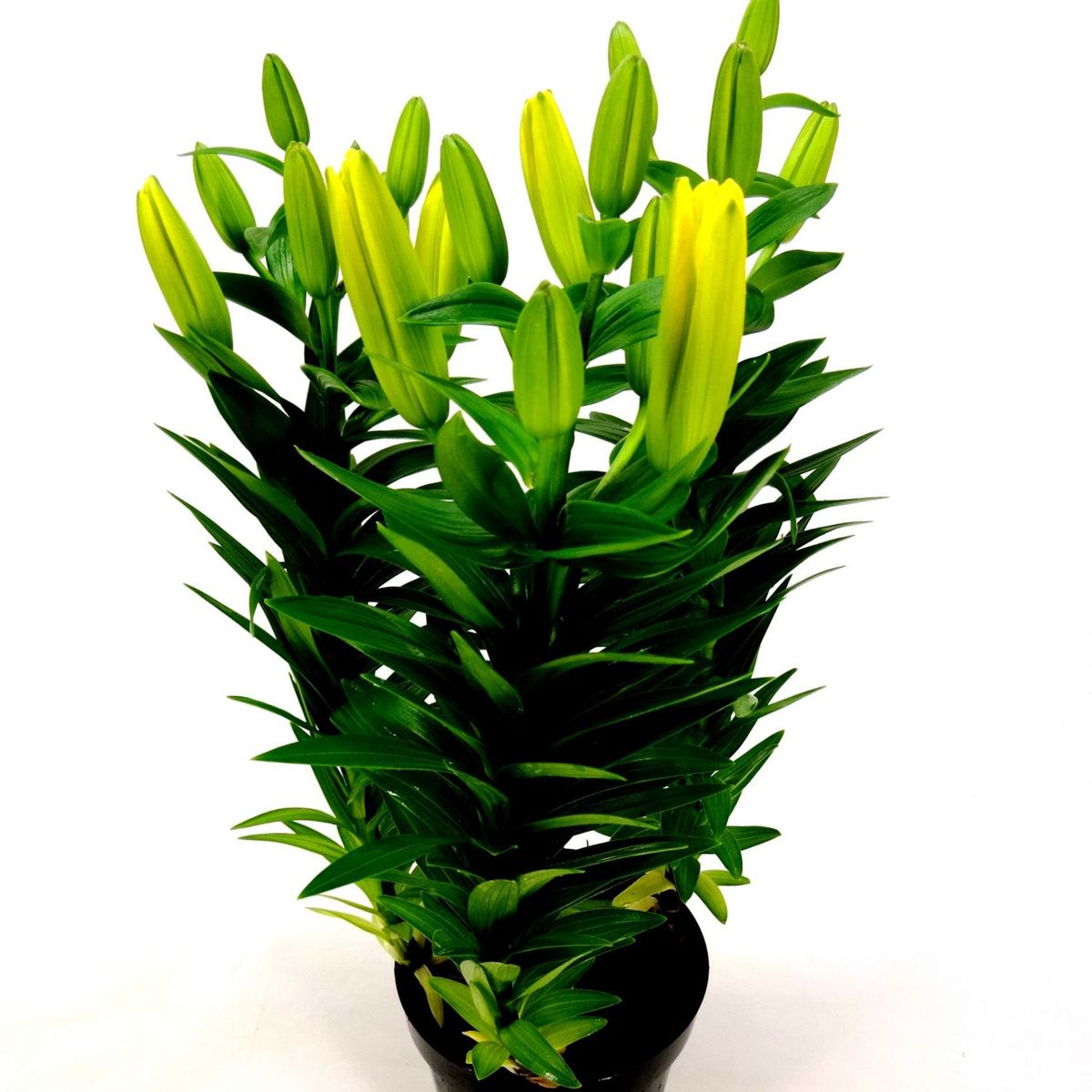 Lírio Lilium Pote 15 Sortido Planta Natural, marca Timlog - Foto Principal